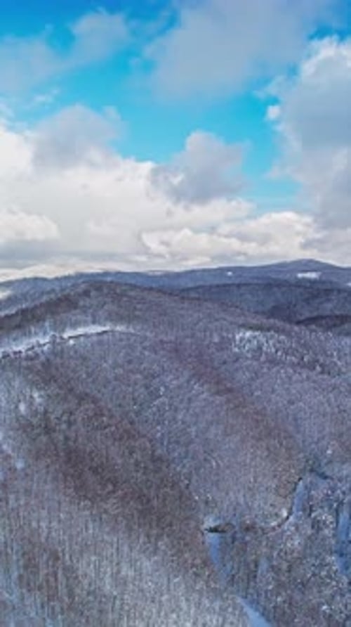Vertical Winter Forest 4k
