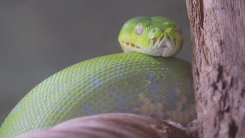 Smooth Greensnake Macro Photography Colubridae on a Tree Branch