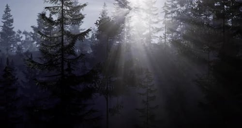 Morning Sunlight Filtering Through Dense Forest Trees in Serene Landscape