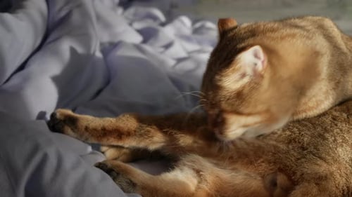 Golden Cat Licking Paw on Bed at Home
