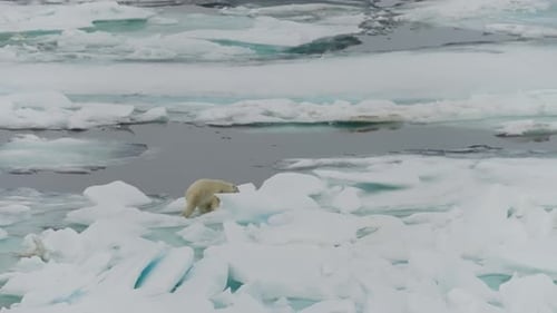 Solitary Polar Bear Navigating Fragmented Sea Ice Floes Across Frigid Arctic Waters Highlighting the
