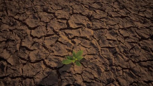 Small Green Plant Growing On Dry Ground Cracked And Dried-Up Land Soil Or Sand Surface