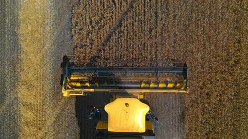 Harvester machine. Yellow combine collecting ripe harvest on field.