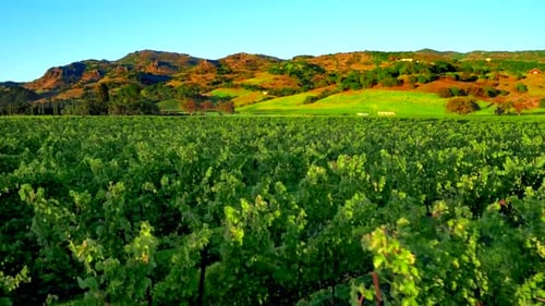 Drohnenblick aus der Luft über die wunderschöne Weinbauernlandschaft im Napa Valley