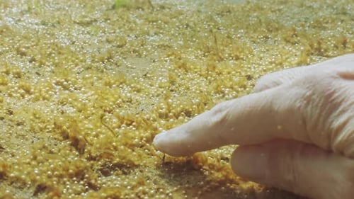 La main de l'homme glisse sur le sable en arrachant de minuscules bulles ainsi qu'un biofilm brun d'algues unicellulaires