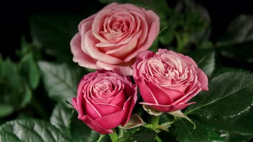 Timelapse de rosas cor-de-rosa crescendo de botão a flor em fundo de folhas verdes. Três plantas