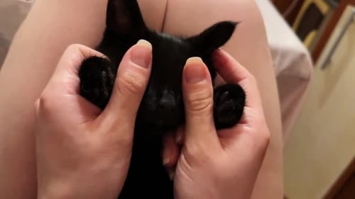 Brazos femeninos acarician a un lindo gatito adormilado acostado sobre sus rodillas, manos de una niña acariciando a un pequeño gatito doméstico