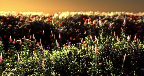 Lebendige Wildblumen blühen unter einem goldenen Sonnenuntergang auf einer farbenfrohen Wiese