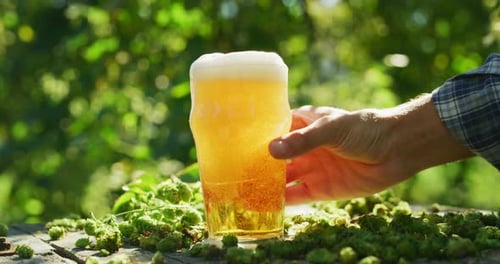 Close up shot of a fresh high quality gold foamy beer is poured in a transparent glass on a backgr