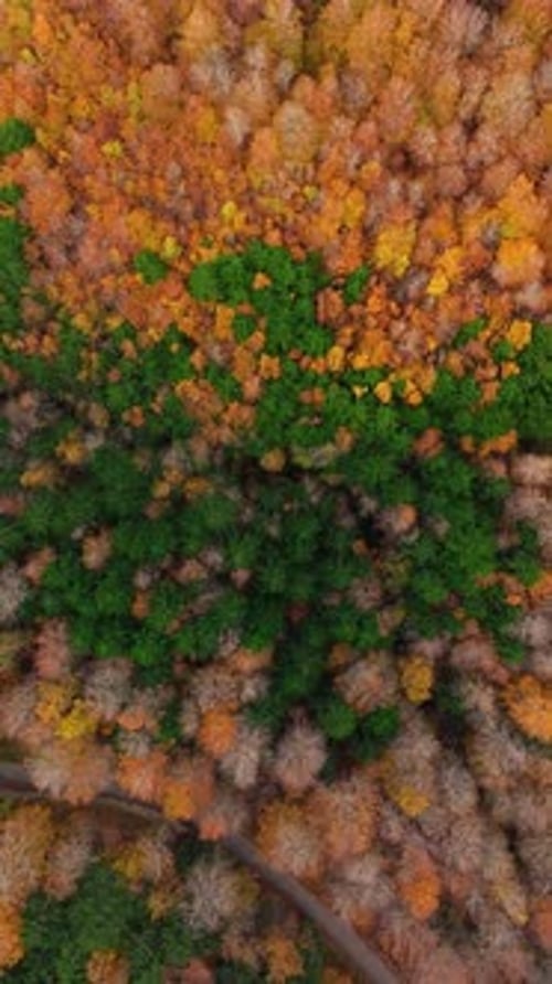 Surreal Colorful Forest Pattern Seen From Above
