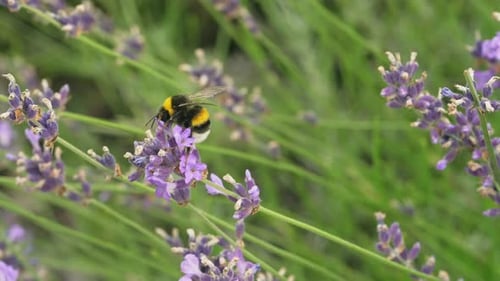 Closeup Stock Footage of a Bee Collecting Honey From a Lavender Flower