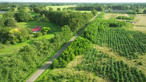 Car driving on rural road surrounded by lush green trees and farmland under a bright sunny sky