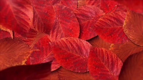 Autumn Red Leaf Fall Background