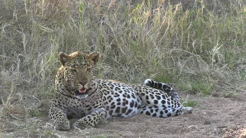 Male Leopard Resting on Ground of African Savanna. Wild Animal in Natural Habitat, Close Up