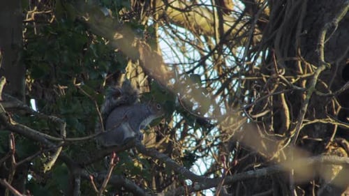 Gray Squirrel sitting on tree branch in the shade then runs off. Day time sunny UK North London Bore