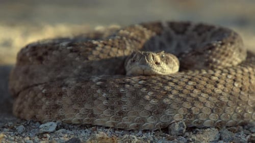 Focus pull reveals a rattlesnake coiled in the desert environment. Closeup shot.