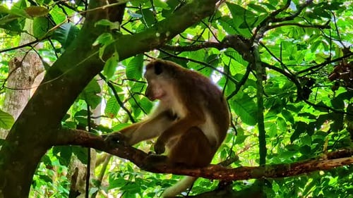 Monkey perched on a tree branch in a dense, green forest of Sri Lanka