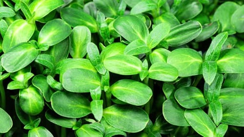 Lush Green Sunflower Sprouts Growing Close-Up