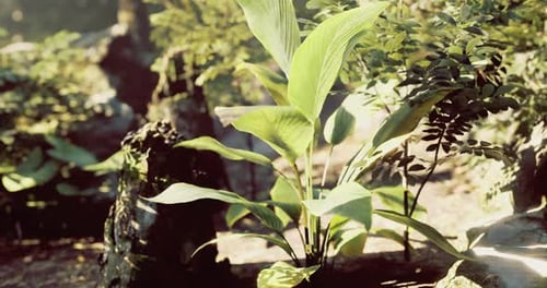 Lush Green Foliage and Vibrant Plants Thrive in a Serene Natural Environment