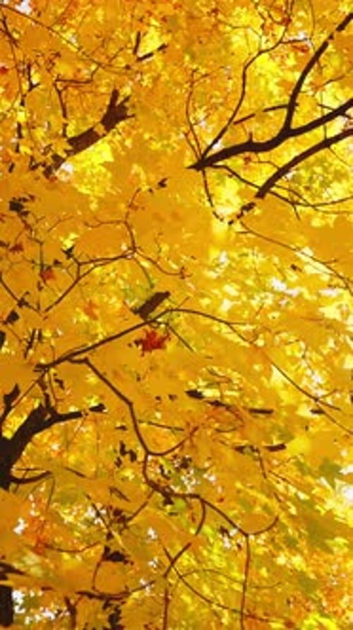 Beau paysage d'automne contre le ciel