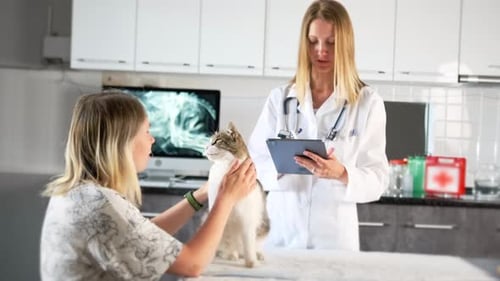Domestic cat getting complete physical exam at vet office sitting near pet owner