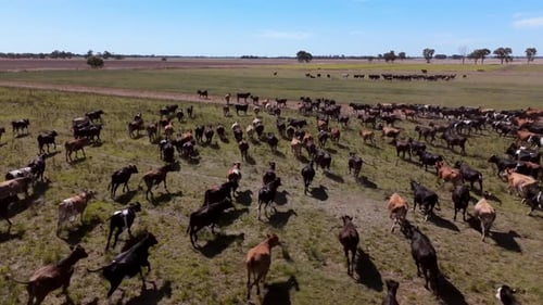 Drohnenaufnahmen von einem Vieh von Kühen, die auf einem Feld laufen 4