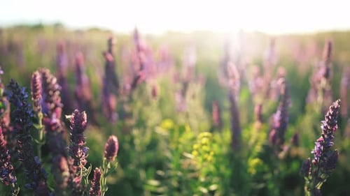 Close Up View of Growing Lavender Swaying on Wind of Purple and Lilac Flowers on Field in Nature
