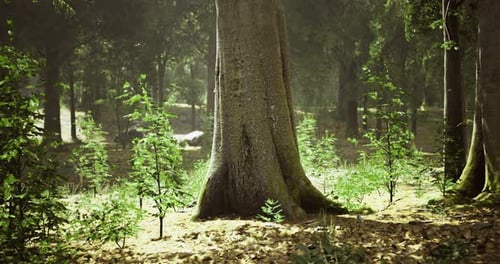 Sunlight Filters Through Tall Trees in a Peaceful Forest Setting