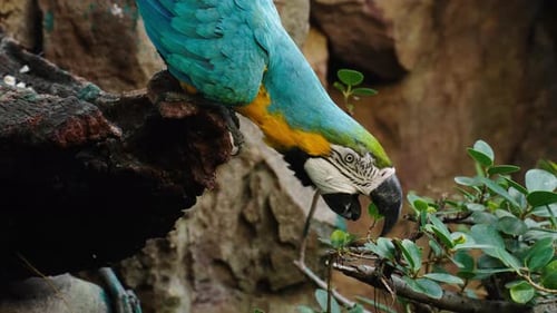 blue-and-yellow macaw (Ara ararauna), also known as the blue-and-gold macaw on a wood tree branch