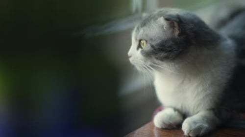 Elegant Gray and White Cat Relaxing Indoors