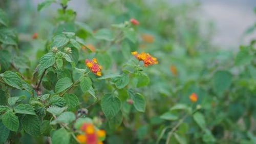 natural flowering plants