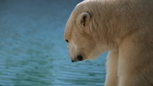 Wunderschöne Portraitaufnahmen eines weiblichen Eisbären und ihres Eisbärenjungen in einer Naturlandschaft nahe der Kälte