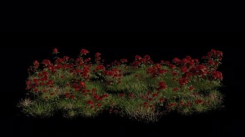 Rosenfeld weht im Wind Loop-Animation. Alpha-Kanal. Loop-Animation