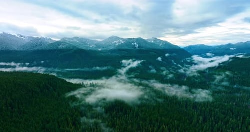 Scenic view of the vast evergreen pine tree forests covering the valleys and mountains.