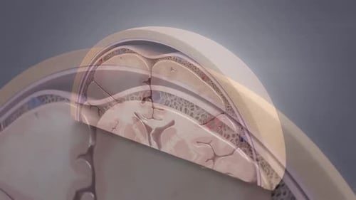 Detailed Human Brain Anatomy Cross Section 3D Animation