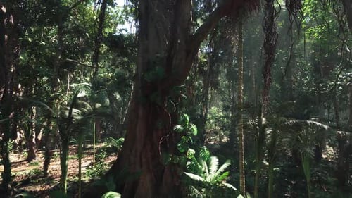 Exploring the Lush Greenery of a Jungle in Southern China During Daylight