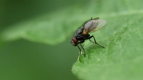 Macro Shot of Fly Resting on a Green Leaf
