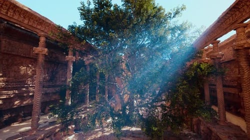 Tree Growing Inside Stone Building