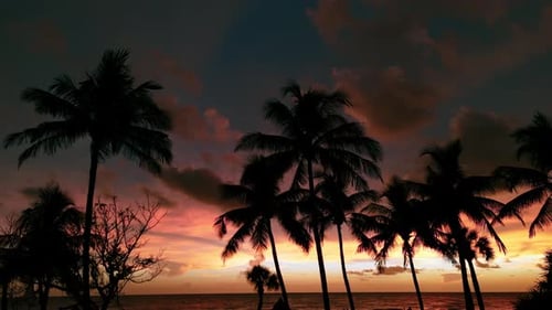 Silhouette of Palm Trees on Beach at Gold Sunset Time Move Aerial Footage