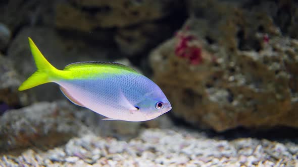 Caesio Teres Yellow And Blueback Fusilier Swims By The Reef Nature caesio-teres-yellow-and-blueback-fusilier-swims-by-the-reef-nature