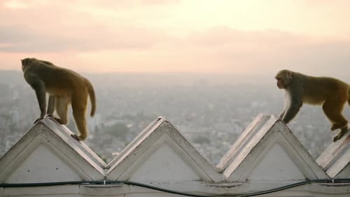 Monkey Temple in Kathmandu at Sunset in Nepal, Monkeys in Urban Wildlife Shot with Beautiful Kathman