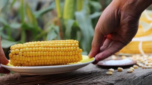 Boiled corn in nature. Close-up.