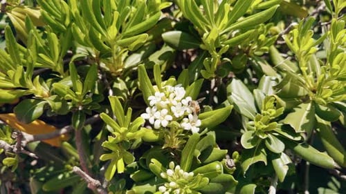 Abeille sur une fleur blanche au printemps