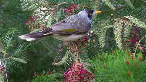Close up shot of a noisy miner, manorina melanocephala perched on grevillea flowering plant, feeding