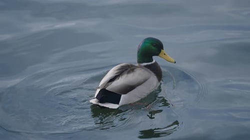 Male Mallard Duck Swimming On Pond. - close up