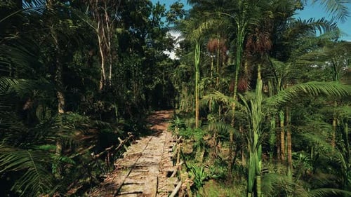 Journey Through a Lush Tropical Forest with Rustic Wooden Bridge