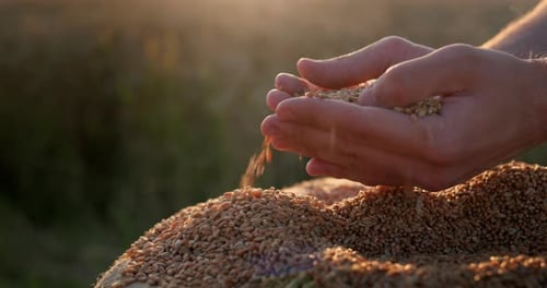 Hands Sifting Grain at Sunset on Farm