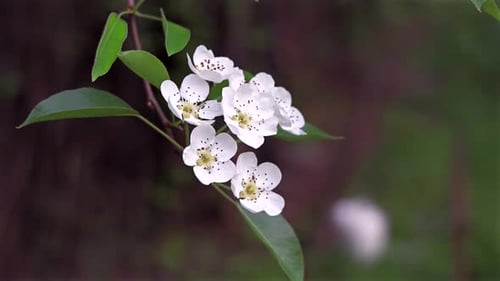 Delicate white blossoms in sharp focus