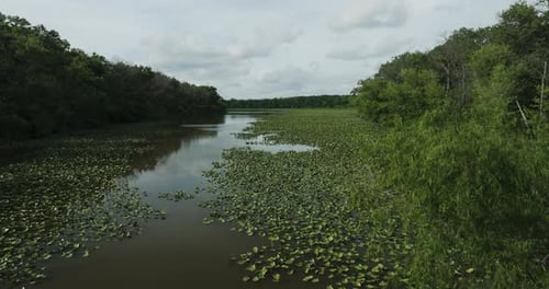 Water Plants Floating On Lake In Lamar, Missouri, USA. wide shot