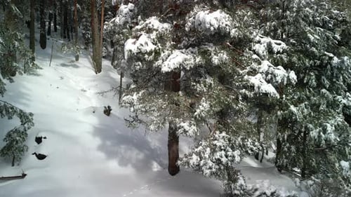 Snowy Landscape At A Winter Forest